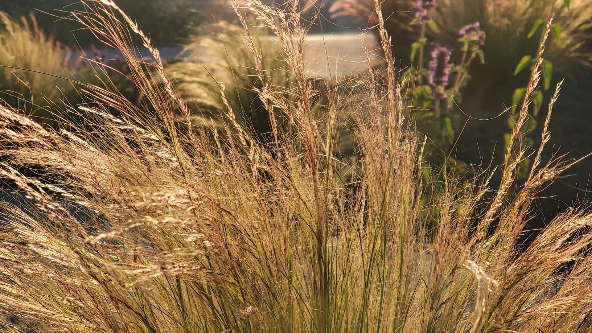 Backlit ornamental grasses and anise hyssop at golden hour