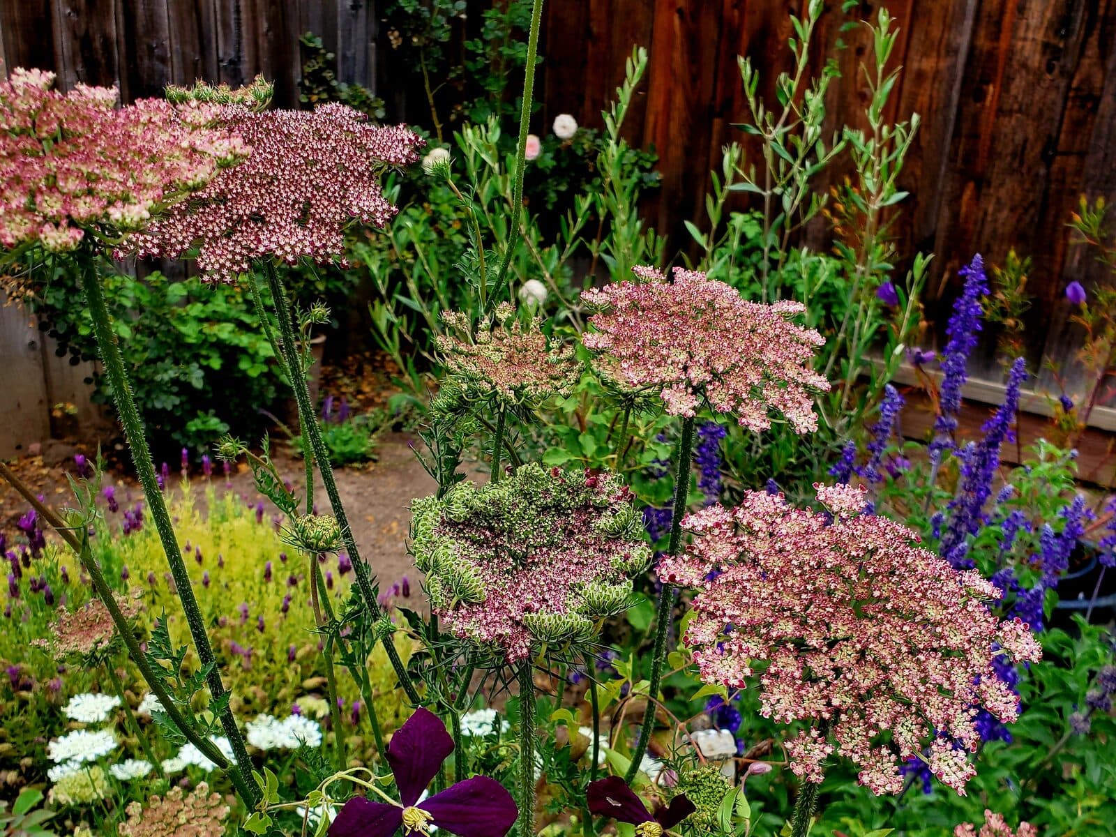 Dense backyard border of Queen Anne's lace, salvia, and clematis