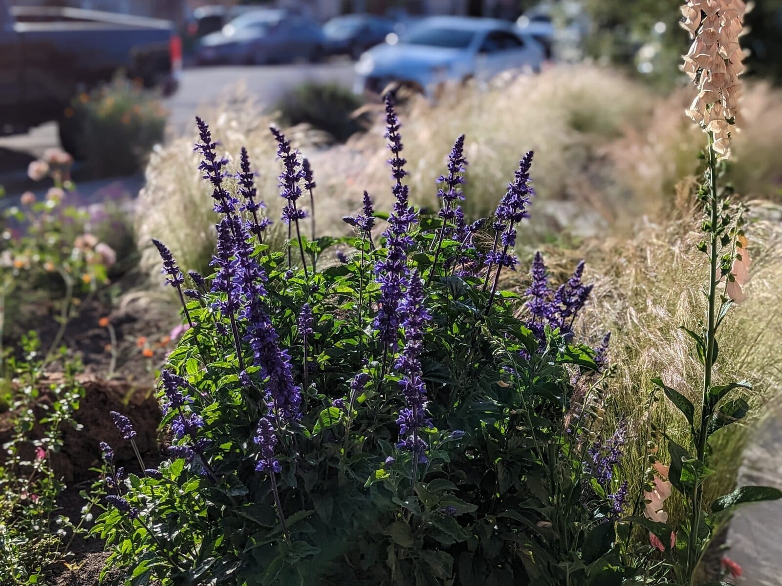 Salvia and foxglove backlit at the front yard curb strip, feather grass behind