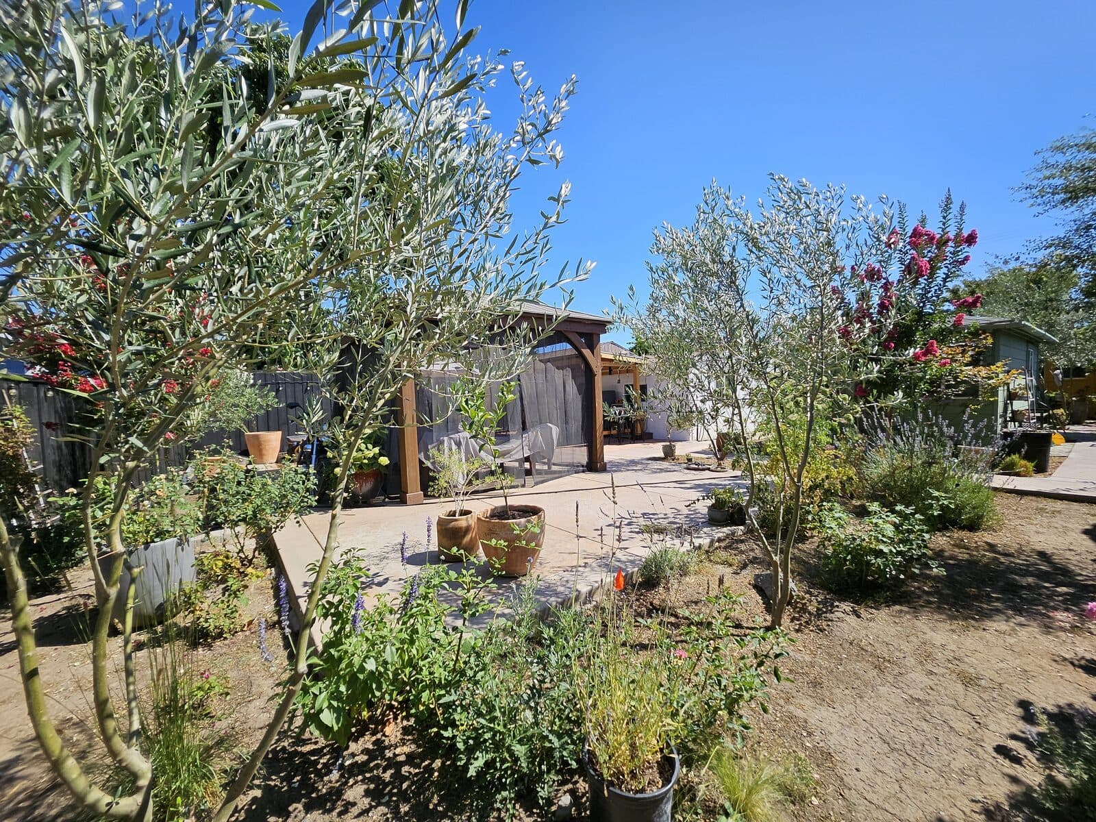 Backyard patio and pergola framed by olive trees and potted plants